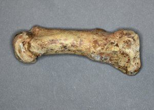 Dlančnica jamskega medveda (Ursus spelaeus) 1